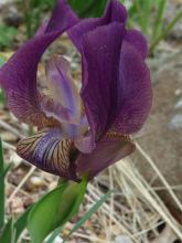 Iris.schachtii
