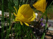 12-petalled Narcissus bulbocodium
