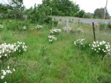 daffs in paddock