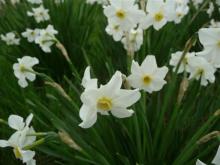 Narcissus x medioluteus