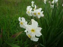 Narcissus x medioluteus