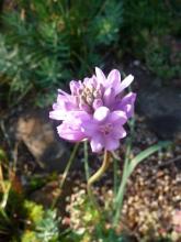 Dichelostemma congestum...maybe