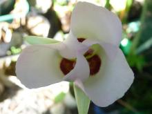 Calochortus catalinae