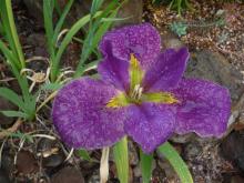 purple LA iris