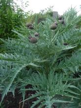 purple cardoon