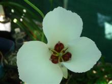 Calochortus catalinae with sepal showing