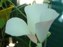 Calochortus catalinae with sepal showing - side on