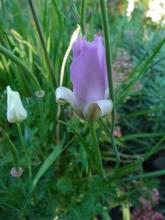 Calochortus splendens bud