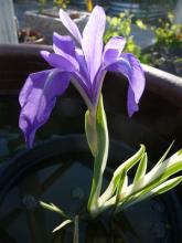 variegated Iris laevigata