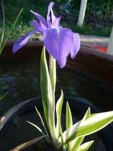 variegated Iris laevigata