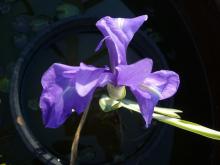 variegated Iris laevigata