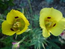 .Calochortus.luteus. 