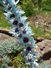 pale blue large purple eye