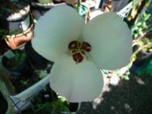 Calochortus catalinae