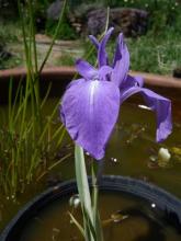 variegated Iris laevigata