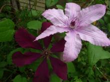 clematis