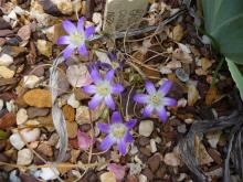 Brodiaea maybe coronaria