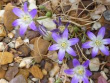 Brodiaea maybe coronaria