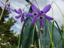 Conathera trimaculata x campanulata