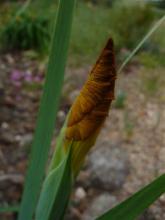 Spuria iris maybe Intensity -  in bud