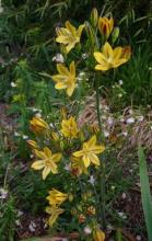 Triteleia ixioides