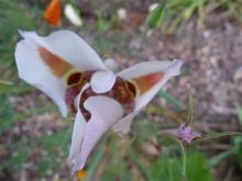 Calochortus venustus