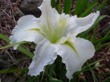 White La iris hybrid