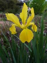 yellow spuria iris hybrid