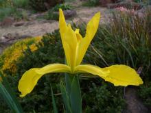 yellow spuria iris hybrid