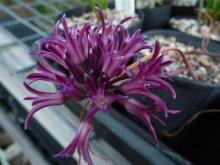 Allium abramsii