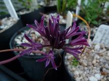 Allium abramsii