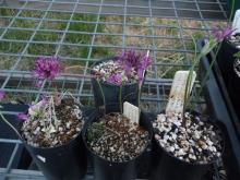 line up of alliums