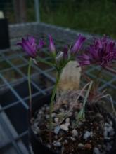 Allium bolanderi