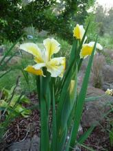 Spuria Iris Barleycorn