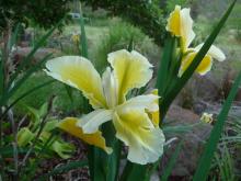 Spuria Iris Barleycorn