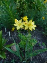 Sisyrinchium palmifolium