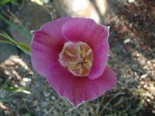 Calochortus venustus red