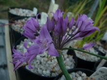 Allium acuminatum