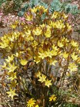 Triteleia ixioides