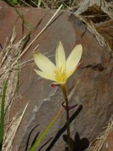 Zephyranthes primulina