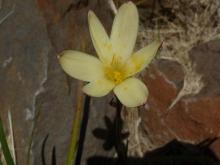 Zephyranthes primulina