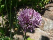 Allium acutiflorum