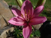 pink LA hybrid Lilium