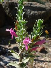 Eremophila calorhabdos