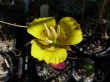 Calochortus luteus compact form