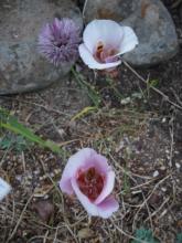 Calochortus argillosus