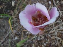 Calochortus argillosus