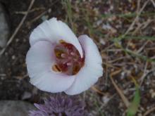 Calochortus argillosus