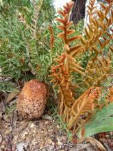 Banksia garneri ssp hiemalis