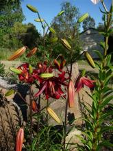 Asiatic Lilium Red Velvet